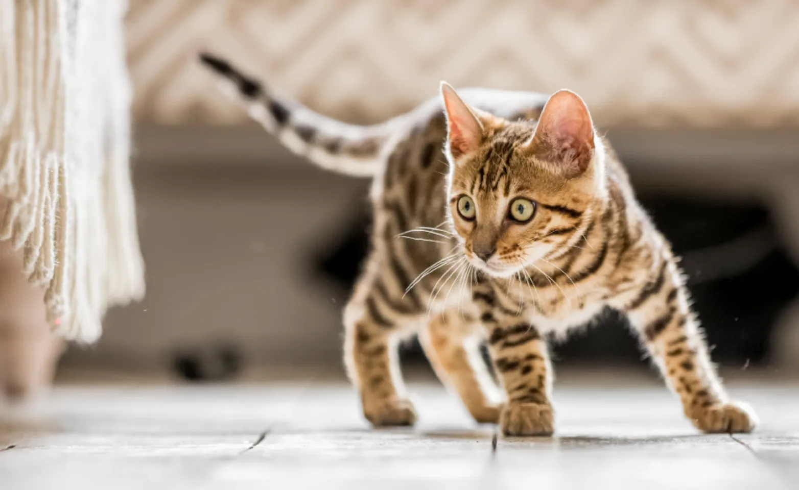 tabby kitten in a playful stance